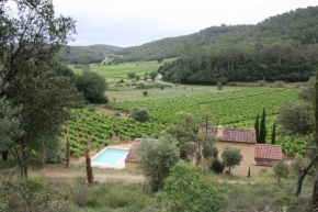 Small vineyard in Provence